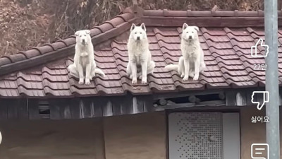 삼 대 장...